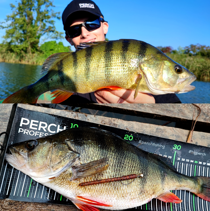 Perch Professor